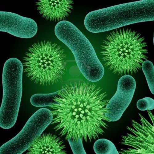 bacteria1